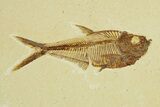 Plate of Two Fossil Fish (Diplomystus) - Wyoming #295593-2